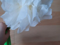 Tuana_5c_Easy-Resize.com_