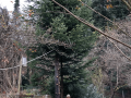 baum-4