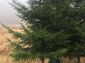Christbaum-3