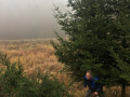 Christbaum-4