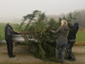 Christbaum-5